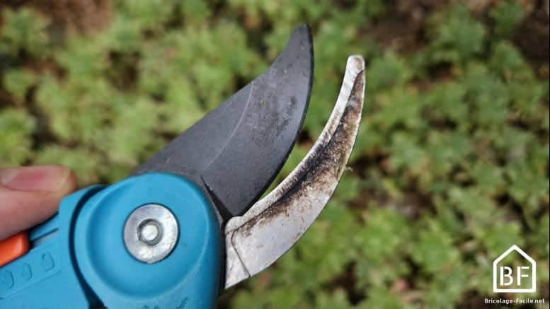 sécateur avant nettoyage